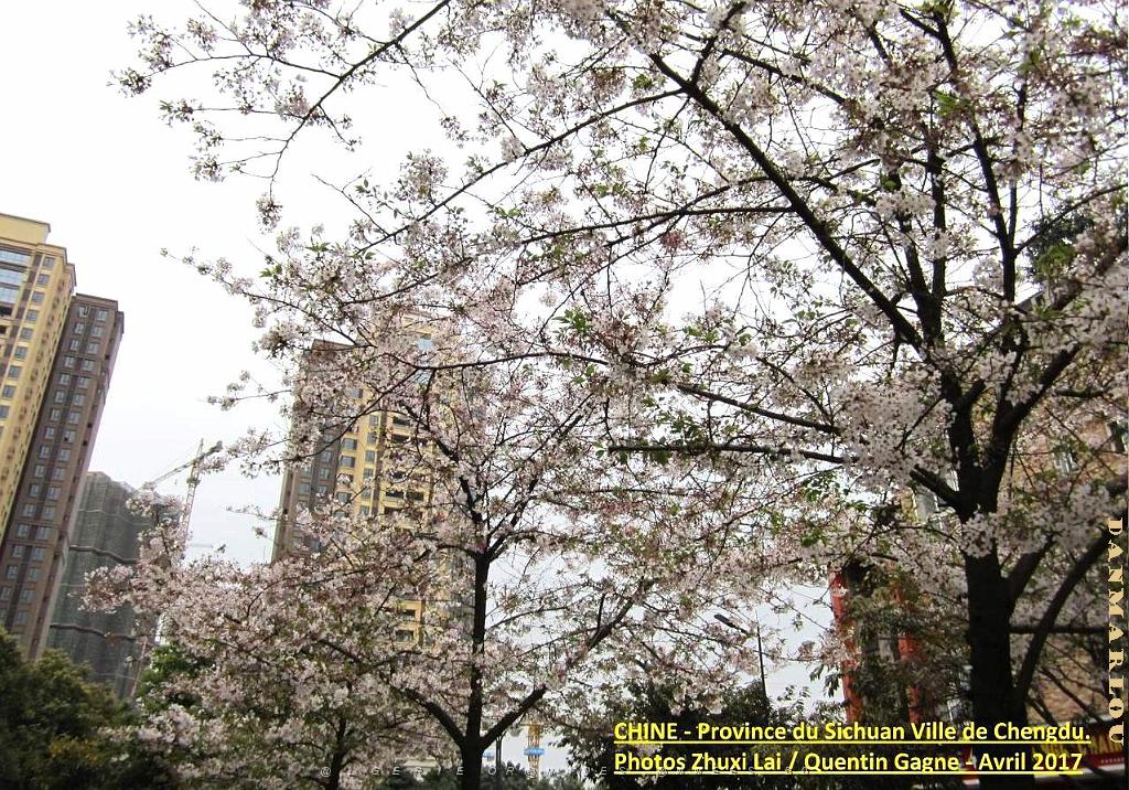 Chengdu avril 2017 - 004.JPG